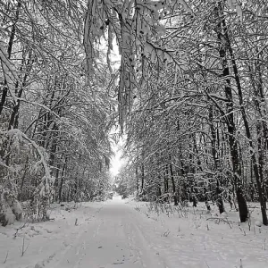 Idyllic, snow-covered forest trail with snow-covered trees on both sides Idyllic, snow-covered forest trail with snow-covered trees on both sides