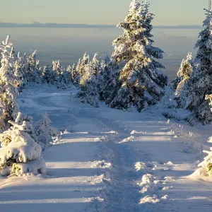 Idyllic, winding path through a wintery snow-covered coniferous forest in the light of dusk