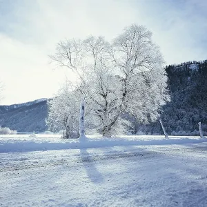 Idyllic winter landscape: snowy trees and fields