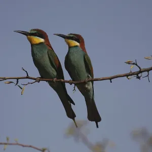 Iene-eaters, Merops apiaster, sitting on a branch