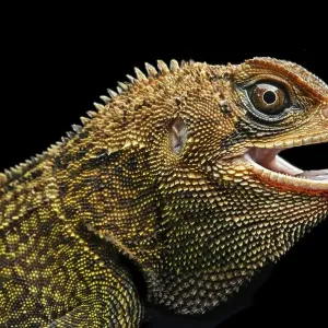 Iguana (Enyalioides heterolepis)