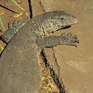 Iguana (Iguana iguana), crocodile farm