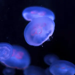 Illuminated jellyfish glide through the water