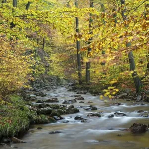 Ilse stream, autumn, Harz National Park