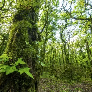 Esta imagen captura un bosque denso y verde con árboles cubiertos de musgo y vibrante. Esta imagen captura un bosque denso y verde con árboles cubiertos de musgo y vibrante.