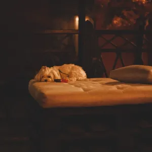 Image of a Maltese lapdog in a night bar with a fiery heater in the background