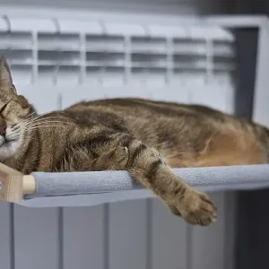 Image of a purebred Bengal cat lying on a hammock attached to a heater Image of a purebred Bengal cat lying on a hammock attached to a heater