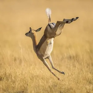 Impala (Aepyceros melampus), female jumping on the run Impala (Aepyceros melampus), female jumping on the run
