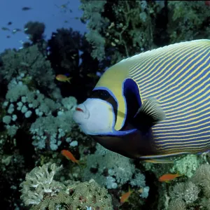 Imperial Angelfish, Emperor angelfish (Pomacanthus imperator)