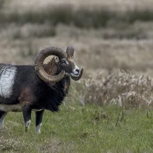 One often has the impression that every movement is perceived by the mouflon ram (Ovis gmelini)