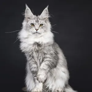 Impressive silver Maine Coon cat