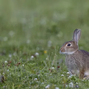 With increasing age, the young wild rabbit (Oryctolagus cuniculus) becomes more and more experienced and cautious With increasing age, the young wild rabbit (Oryctolagus cuniculus) becomes more and more experienced and cautious