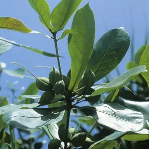 Indian almond (Terminalia catappa) Indian almond (Terminalia catappa)