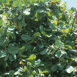 Indian almond (Terminalia catappa) Indian almond (Terminalia catappa)