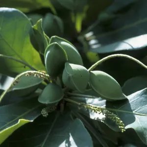 Indian almond tree (Terminalia catappa) Indian almond tree (Terminalia catappa)