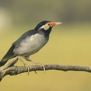 Indian pied myna (Gracupica contra) on a branch with a blurred natural background Indian pied myna (Gracupica contra) on a branch with a blurred natural background