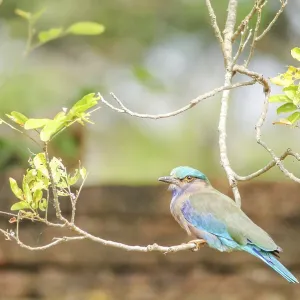 Indian Roller (Coracias benghalensis) Print - Tropical Asia Indian Roller (Coracias benghalensis) Print - Tropical Asia
