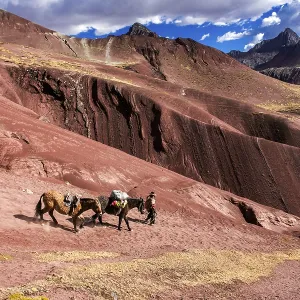 Indigenous guide with packhorses Indigenous guide with packhorses