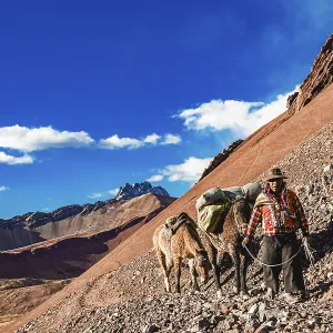 Indigenous guide with packhorses Indigenous guide with packhorses