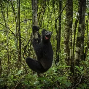 Indri (Indri indri) lemur in the rainforests of central eastern Madagascar