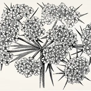 Inflorescence of the species Compound umbel
