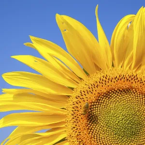 Inflorescence of a Sunflower (Helianthus annuus) with a Honey Bee (Apis mellifera)