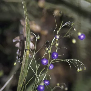 Inkberry (Dianella nigra)