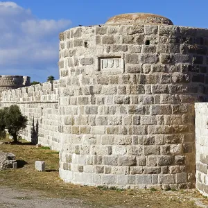 Inner fortification, olive tree