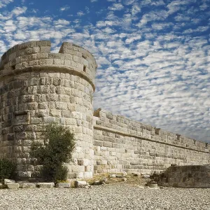 Inner fortification, olive tree