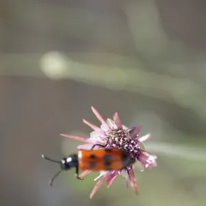 Insect feeding on a flower in nature Insect feeding on a flower in nature