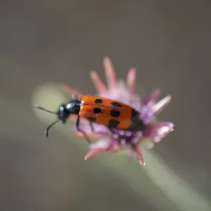 Insect feeding on a flower in nature Insect feeding on a flower in nature