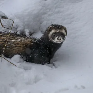 The inspection of a small cave in a tree root for prey ends unsuccessfully for the European polecat (Mustela putorius)