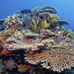 Intact, coral block on coral reef with many different stony corals (Scleractinia) and soft corals (Alcyonaria)