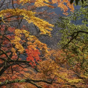 Intense autumn colors dominate the treetops in the dense forest