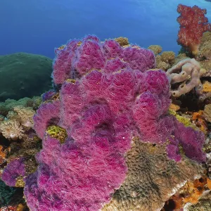 Intensely coloured violet ray sponge (Chalinula nematifera) in a marine environment Intensely coloured violet ray sponge (Chalinula nematifera) in a marine environment