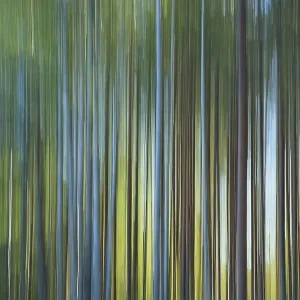Intentional camera movement (ICM) image of a dream like background of trees in forest created by motion blur Intentional camera movement (ICM) image of a dream like background of trees in forest created by motion blur