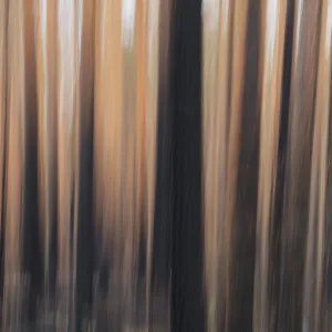 Intentionnal mouvement de la caméra (ICM) des troncs d'arbres après incendie forestier à Hiittenhautakangas en été, parc national Seitseminen, Finlande. Intentionnal mouvement de la caméra (ICM) des troncs d'arbres après incendie forestier à Hiittenhautakangas en été, parc national Seitseminen, Finlande.