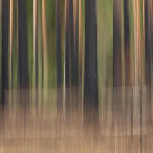 Intentionnal mouvement de la caméra (ICM) des troncs d'arbres après incendie forestier à Hiittenhautakangas en été, Parc national Seitseminen, Finlande Intentionnal mouvement de la caméra (ICM) des troncs d'arbres après incendie forestier à Hiittenhautakangas en été, Parc national Seitseminen, Finlande