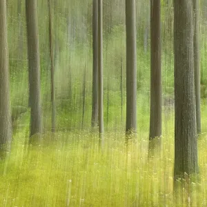 Déplacement intentionnel de la caméra (ICM) des troncs d'arbres dans une forêt au canyon Katikankanjoni en été, Kauhajoki, Finlande. Déplacement intentionnel de la caméra (ICM) des troncs d'arbres dans une forêt au canyon Katikankanjoni en été, Kauhajoki, Finlande.