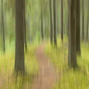 Déplacement intentionnel de la caméra (ICM) des troncs d'arbres et du sentier dans une forêt au canyon Katikankanjoni en été, Kauhajoki, Finlande. Déplacement intentionnel de la caméra (ICM) des troncs d'arbres et du sentier dans une forêt au canyon Katikankanjoni en été, Kauhajoki, Finlande.