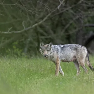Wolf at the Edge of Forest Print, Denmark Wolf at the Edge of Forest Print, Denmark
