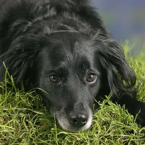 Interracial dog