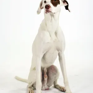Interracial dog