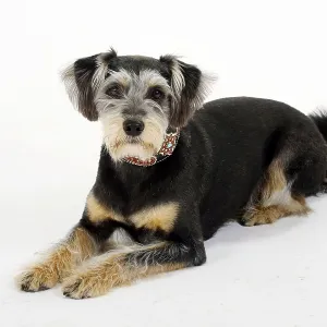 Interracial dog