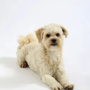 Interracial dog