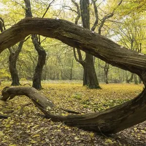 Intertwined Tree Trunks Print