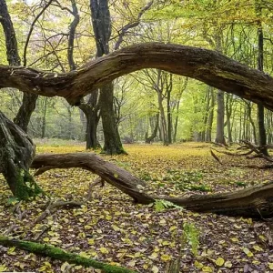 Intertwined trunks of old trees and deadwood