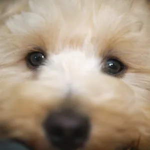 Macro Portrait of a Young Puppy Face Print Macro Portrait of a Young Puppy Face Print