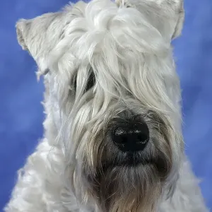 Irish Soft Coated Wheaten Terrier Irish Soft Coated Wheaten Terrier