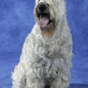 Irish Soft Coated Wheaten Terrier